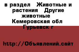  в раздел : Животные и растения » Другие животные . Кемеровская обл.,Гурьевск г.